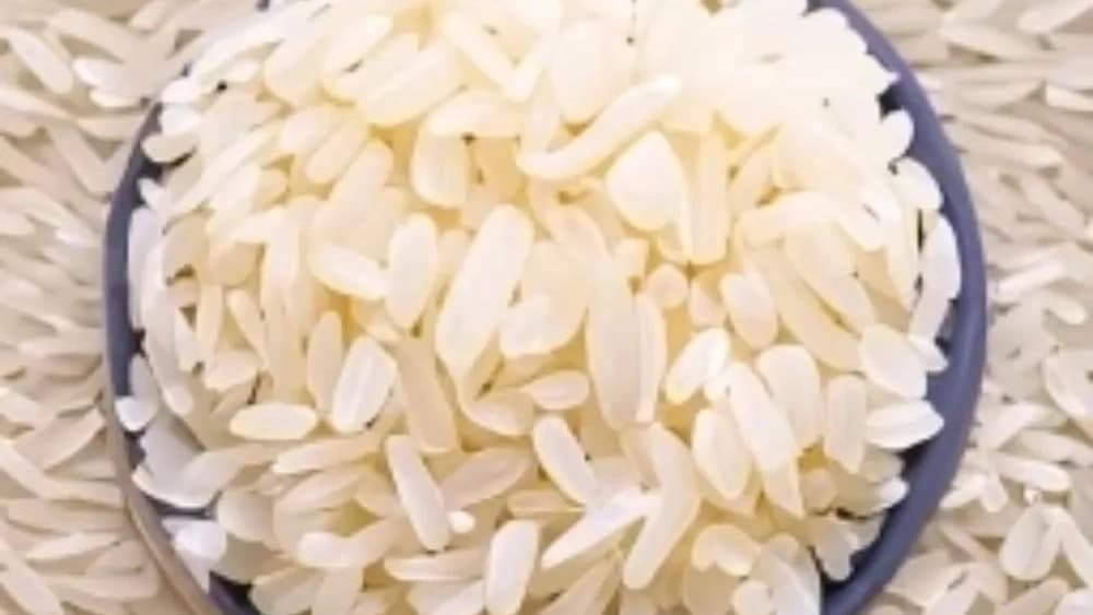 تولید برنج محلی عنبربو