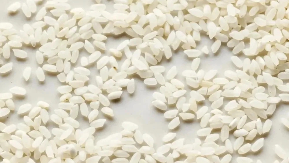 Production of local amber rice Production of local amber rice